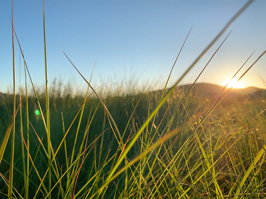 grass, nature, sky, green, summer, field, landscape, beach, blue, sunset, sun