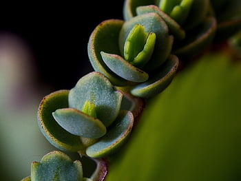 pianta succulenta, pianta, natura, flora, macro, botanica, avvicinamento, sukulent