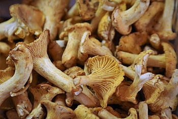 gallinacci, funghi, commestibile, cantharellus cibarius, fungo, girolle