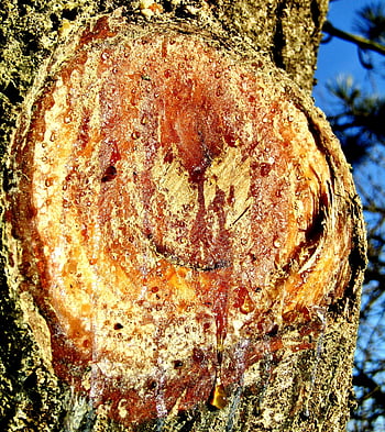 pryskyřice, pryskyřice stromu, knothole, zblízka, kmen, vypouštění pryskyřice, dřevo, strom, jantar, Příroda, rána