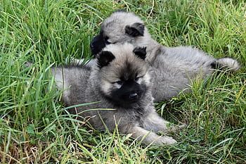 štěňata, mladých psů, psí, rozkošný, Mladí Eurasiers, Psi Plemene, savců, roztomilá štěňátka, eurasier, štěňata ležící v trávě