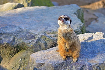 dyreliv, meerkat, natur, nuttet, pels, Tiergarten, yndig, vagt, pas på, nysgerrig
