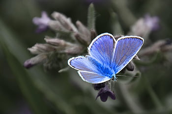 motyl, owady, niebieskie skrzydło, kwiat tło, lato, łupek jaskier, członkowie rodziny jaskier, kwiatowa tapeta, kwiat, owad, Natura