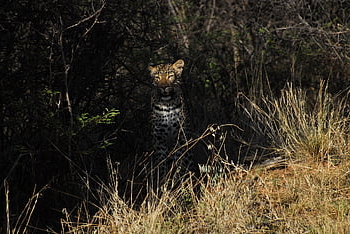 earth Hour, leopard, nature, wildlife, predator, africa, hunter, wild, wilderness, earth, ecosystem