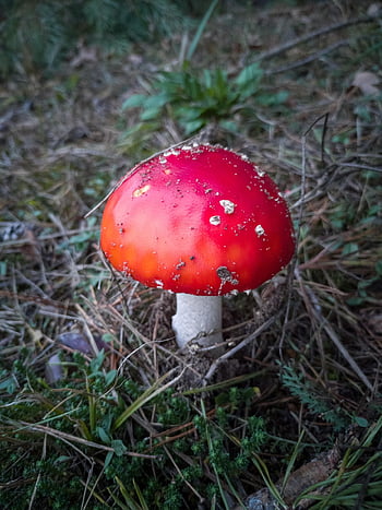 mushroom, fly Agaric, forest, toadstool, fly Amanita, red Mushroom, fungus, toxic, forest Floor, nature, closeup