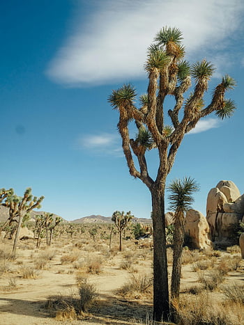 Joshua trees, Mojave Desert, clear blue sky, rock formation, nature's resilience, desert landscape, tall Joshua trees, natural beauty, arid environment, desert flora, clear sky