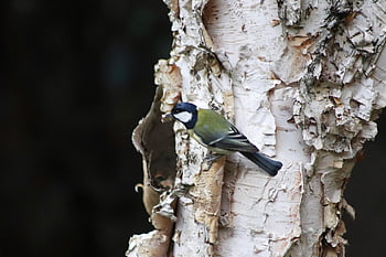stor tit, sangfugl, fouragering, natur, birkstamme, leder efter mad, bark, sølvbirk, fugl