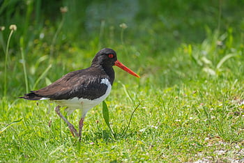 ostrero, pájaro, animal, plumas, plumaje, pico, aves acuáticas, naturaleza, fauna silvestre, ornitología, aviar
