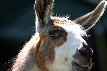 llama, animal, mammal, llama Head, eyes, ears, animal World, fur, animal Photography, nature, close Up