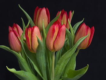Červené, tulipány, květiny, jaro, flóra, rostlin, kytice, zblízka