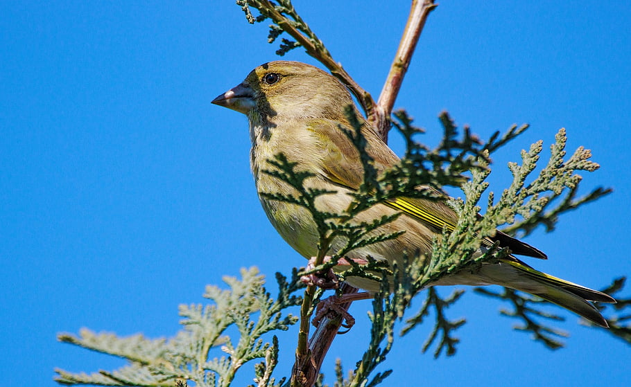 鳥、 グリーンフィンチ、 フィンチ、 バードウォッチング、 自然、 鳥類学、 種、 動物相、 鳥類、 動物、 野生動物