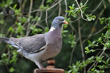 pták, holubice, holub, ornitologie, druh, fauna, zobák, zvíře, volně žijících živočichů