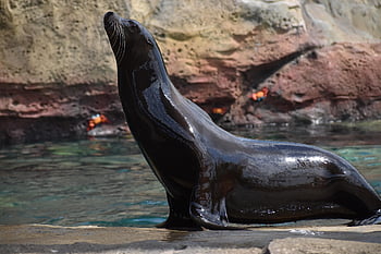 těsnění, savec, Výstava přírody, zvíře, zblízka, místo výskytu, ohroženy, Houston zoo, vzdělávání zvířat, přírodní rezervace, mořská stvoření