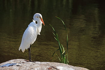 palude, Airone, calma, Guardando, silenzioso, acqua, riposo, tranquillo, calmo, aviaria, natura, uccello