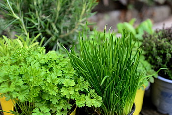 herbs, garden, herb Garden, culinary Herbs, plants, parsley, chives, potted Plants, potted Herbs, fresh, nature