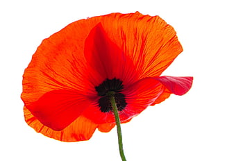 coquelicot, fleur, la nature, Floraison, rouge, Prairie, été, fermer, papaver rhoeas, papaver, corolle