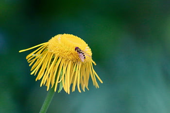 vero alant, carta da parati floreale, Helenenkraut, volo al passaggio del mouse, insetto, fiore, Sirfide del boschetto, sfondo di fiori, impollinare, impollinazione, bellissimi fiori