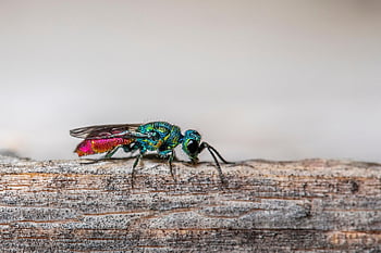 ruby-tailed Wasp, cuckoo Wasp, wasp, insect, chrysis Ignita, pest, parasite, parasitic, close Up, animal World, fauna