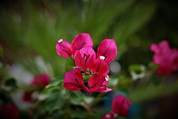 flower, flower Background, garden, nature, spring, flower Wallpaper, summer, plant, blossoms, purple, lovely