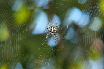 spider, arachnid, spider Web, cobweb, web, orb, weaver, insect, bug, arachnophobia, nature