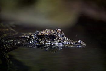 クロコダイル、 アリゲーター、 野生動物、 爬虫類、 水、 自然、 捕食者、 危険な、 動物