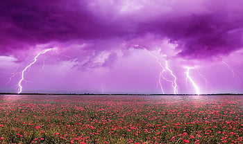 thunderstorm, storm, hurricane, field, flower, heaven, rain, lightning, weather, clouds, nature
