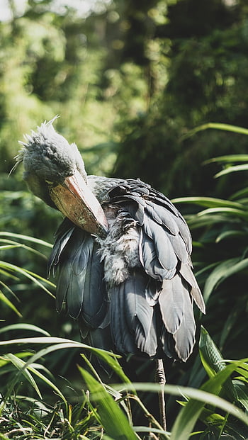 shoebill, uccello, animale, Testa di balena, Cicogna dalla testa di balena, Cicogna con le scarpe, natura, animale selvaggio, piume, natura selvaggia, fauna