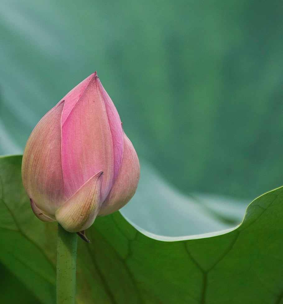 květ, lotus, pupen, rostlina, lotosový bud, růžový květ, okvětní lístky, leknín, vodní rostliny, rybník, Příroda