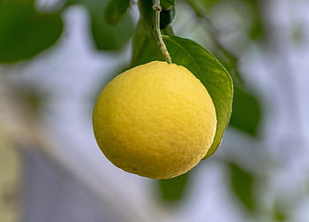 owoc, cytrynowy, cytrus, Lemoniada, świeży, jedzenie, żółty, zdrowy, witaminy, soczysty, kwaśny