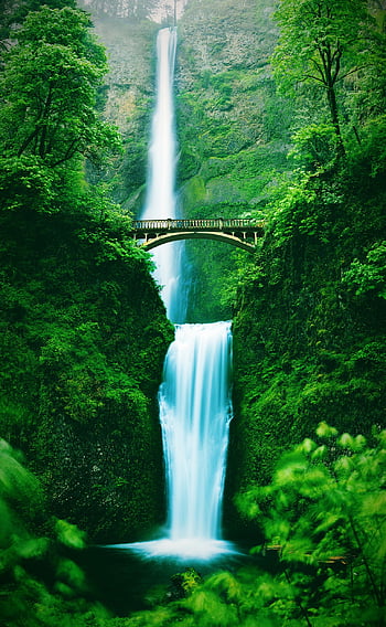 cascata, il multnomah cade, natura, acqua, foresta, ponte, alberi, Stati Uniti d'America, Oregon, stati Uniti