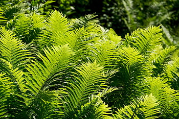 fern, nature, leaves, green, plant, forest, fresh, growth, fern Plant