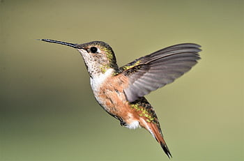 rufus, female, hummingbird, birdphotography, nature, wildlife, wildlifephotography, birdwatching, photography, birding, animals