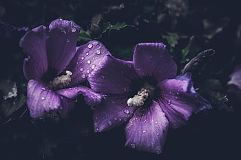 bloom, blooming Flowers, dark, flowers In Bloom, gloomy, moody, natural, nature, purple, purple Flowers, rain Drops