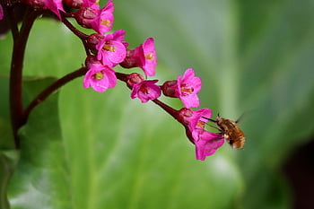 Wollschweber, květinové tapety, tlustý Bergenia, Double-Wing, nektar, opylování, opylit, květinové pozadí, bergenia crassifolia, květenství, růžové květy