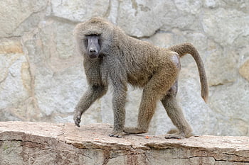 baboon, animal, monkey, primate, mammal, nature, wildlife, zoo