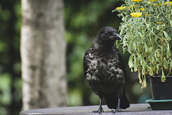 crow, bird, animal, raven Bird, carrion Crow, black Bird, wildlife, feathers, plumage, beak, bill