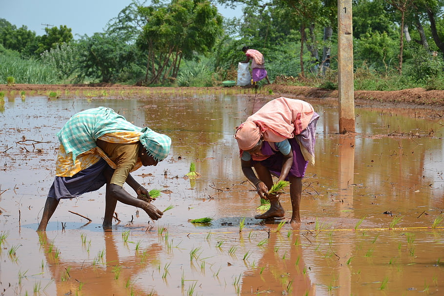 agriculture, rice, worker, rice Fields, countryside, labor, india, nature