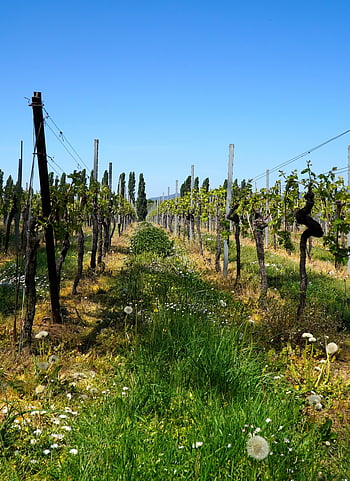 vinice, krajina, panoráma, pěstování vína, Příroda, vinařství, palatinate