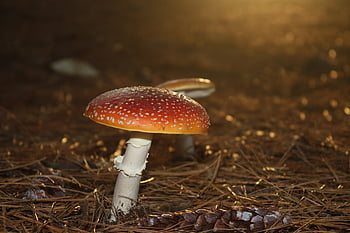 red Fly Agaric, mushroom, mushrooms, forest, nature, red, toxic, autumn, spotted, poison, point