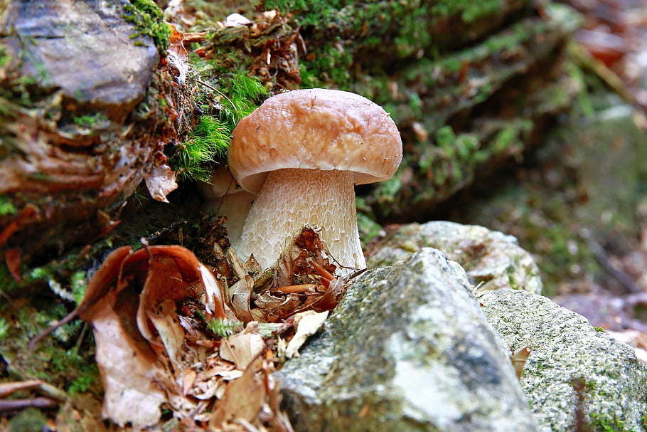 mushroom, carpophore, mycelium, fruit, autumn, forest, porcino, mushrooms, food, edible, brown