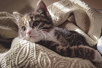brun tabby katt, ligger ner, grå lakan, bedårande tabby kattunge, vilar bekvämt, mjuka strukturerade filtar, söt katt, Mysiga filtar, husdjur fotografering, djurfort, kattunge