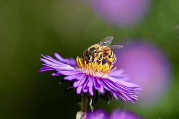 honey Bee, bee, aster, insect, aster Blossom, flower, stamens, flower Wallpaper, petals, pollination, purple Flower