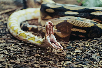 albino burmesisk python, mun öppen, Detaljerad närbild, slående mönster, orm, reptil, jord, vilda djur och växter, natur, fotografi, djur-