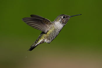 colibrì, uccello, animale, becco, piume, volare, volo, Ali, natura, avvicinamento, birdwatching