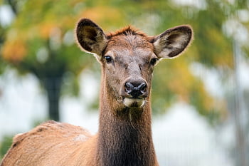 wapiti, deer, head, female Deer, mammal, wildlife, animal, portrait, moose, nature, female Wapiti