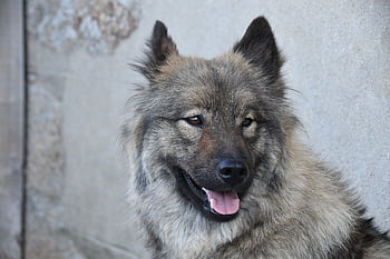 dog, dog Eurasier, dog Portrait, pet, bitch Orlaya Blue, nature, canine, doggie, animal, eurasier, muzzle