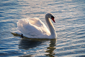 swan, bird, pond, lake, water, mirroring, feather, plumage, bill, wood, wing