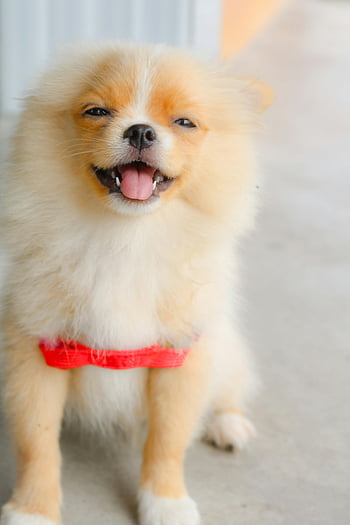 catelusul pomeranian, blana pufoasă, Harnașă roșie strălucitoare, Zâmbind fericit, în interior, Caine dragut, animal de companie adorabil, rasă mică, Expresie fericită, animale de companie, câine pufos