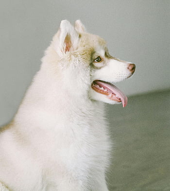 husky bianco, vista laterale, Fluffy Husky, Foto interno, espressione giocosa, cane husky, fotografia di animali domestici, ritratto animale, cane carino, animale domestico, animale domestico all'interno