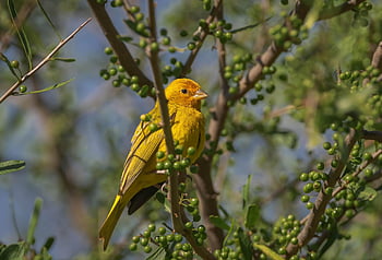 szczygieł, zięba szafranowa, ptak, dziki ptak, Sicalis flaveola, ornitologia, obserwowanie ptaków, zwierzę, Natura, dzikiej przyrody